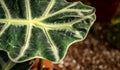 A green leaf closeup detailed
