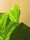 Green leaf closeup full frame abstract digital