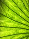 Green leaf closeup full frame abstract digital