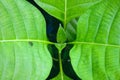 Green leaf closeup plant nature background Royalty Free Stock Photo