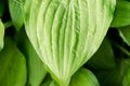 Green leaf Royalty Free Stock Photo