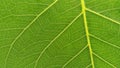 Green Leaf Closeup texture background close up of leaf Royalty Free Stock Photo