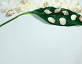 Green leaf and cockleshells on a white background. Royalty Free Stock Photo