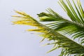 Green leaf of Coconut palm tree on blue sky background Royalty Free Stock Photo