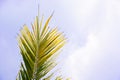 Green leaf of Coconut palm tree on blue sky background Royalty Free Stock Photo