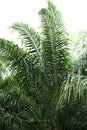 Green leaf of Coconut palm tree isolated on white background of file with Clipping Path Royalty Free Stock Photo