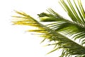 Green leaf of Coconut palm tree isolated on white background of file with Clipping Path Royalty Free Stock Photo