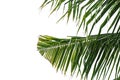 Green leaf of Coconut palm tree isolated on white background of file with Clipping Path Royalty Free Stock Photo