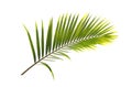 Green leaf of Coconut palm tree isolated on white background Royalty Free Stock Photo