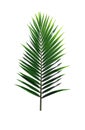 Green leaf of Coconut palm tree isolated on white background Royalty Free Stock Photo