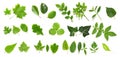 Green leaf collection Royalty Free Stock Photo