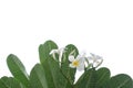 In selective focus tropical plumeria flower leaves and with flower blossom on white isolated background for green foliage backdrop Royalty Free Stock Photo