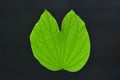 Green leaf Royalty Free Stock Photo
