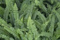 Green leaf of Common sword fern, Boston fern or Nephrolepis exaltata L. Schott cv. Bostoniensis in the garden. Royalty Free Stock Photo