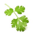 green leaf coriander isolate on white background Royalty Free Stock Photo