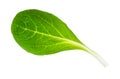 Green leaf of corn salad mache cutout on white Royalty Free Stock Photo