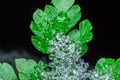 Green leaf covered with crystals of snow and ice, melting snow or ice, concept of the arrival of spring Royalty Free Stock Photo