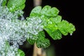 Green leaf covered with crystals of snow and ice, melting snow or ice, concept of the arrival of spring Royalty Free Stock Photo