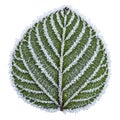 A green leaf is covered with a delicate layer of frost, highlighting its veined structure. Royalty Free Stock Photo