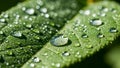Green leaf covered in dewdrops capturing light and creating a sparkling Royalty Free Stock Photo