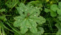 Green leaf covered with drops Royalty Free Stock Photo