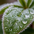 This microenvironment suggests cold weather and the beginning of frost Royalty Free Stock Photo