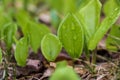 Green Leaf covered in Rain Droplets Royalty Free Stock Photo