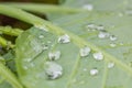 Green Leaf Covered in Water Droplets Royalty Free Stock Photo