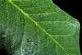 Green leaf covered by water droplets Royalty Free Stock Photo