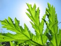 Green leaf cow-parsnip. Royalty Free Stock Photo