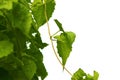 Green leaf of creeper tree style and shape on white background. Royalty Free Stock Photo