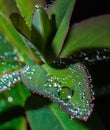 Green leaf with crystal water drops Royalty Free Stock Photo