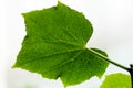 Green leaf of cucmber on a white background. Close-up of green leaf. Macro. Royalty Free Stock Photo