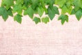 Green leaf currant frame isolate on canvas background. Top view. Free space inscription field Royalty Free Stock Photo