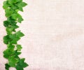 Green leaf currant frame isolate on canvas background. Top view. Free space inscription field Royalty Free Stock Photo