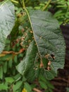 a green leaf damaged by insects eating part of the leaf Royalty Free Stock Photo