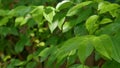 Green leaf dance and soft light pass from big tree above.Nature background. symbolic of peacful and perfect nature