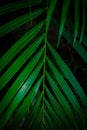 Green leaf with dark background. dark preset