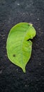 A green leaf on dark pitch of road