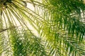 Green leaf date palm nature abstract texture background Royalty Free Stock Photo