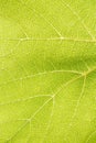 Green leaf - detail Royalty Free Stock Photo