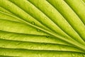 Green leaf - detail Royalty Free Stock Photo