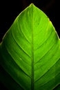 Green Leaf Detail Royalty Free Stock Photo