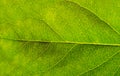Green leaf with detail vein