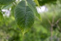 Green leaf - detailed texture - water droplets - natural setting - fresh atmosphere Royalty Free Stock Photo