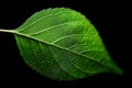 Green Leaf With Detailed Vein Structure on Minimal Black Background Highlighted by Soft Lighting in Studio Setting Royalty Free Stock Photo
