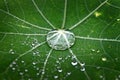 Green leaf with dew