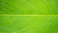 Green leaf with dew drop of water, selective focus. nature concept Royalty Free Stock Photo