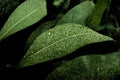 Green leaf with dew drops