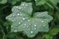 Green leaf,dew, a great plan Royalty Free Stock Photo